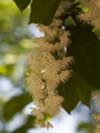 Pterostyrax hispida-1 Styrakowiec japoński